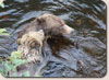 Listening Bear