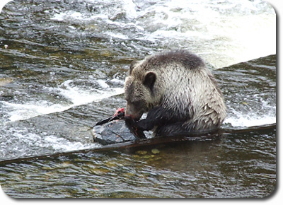 Salmon for Lunch