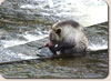 Salmon for Lunch