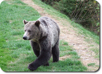 Purposeful Bear