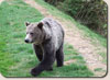 Purposeful Bear