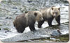 Two Grizzly Cubs