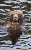 Hummer Picture of Hummer, the Grizzly Bear