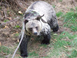 Young Grizzly Bear Picture of a Grizzly Bear